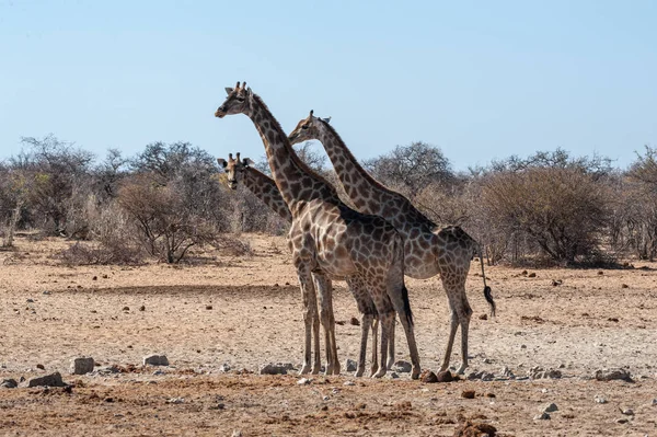 Etosha Milli Parkı'nda bir su birikintisi yakınında toplanan bir grup Zürafa.