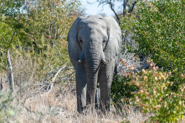 Un elefante africano emergiendo de los arbustos — Foto de Stock