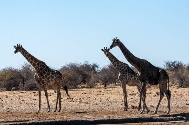 Etosha Milli Parkı'nda bir su birikintisi yakınında toplanan bir grup Zürafa.