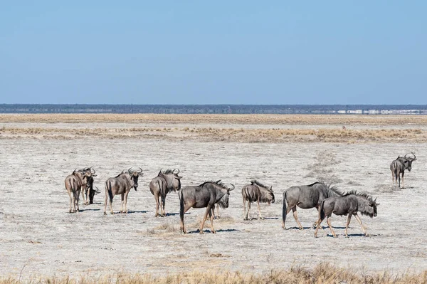 Wildebeest az Etosha Nemzeti Park síkságon — Stock Fotó