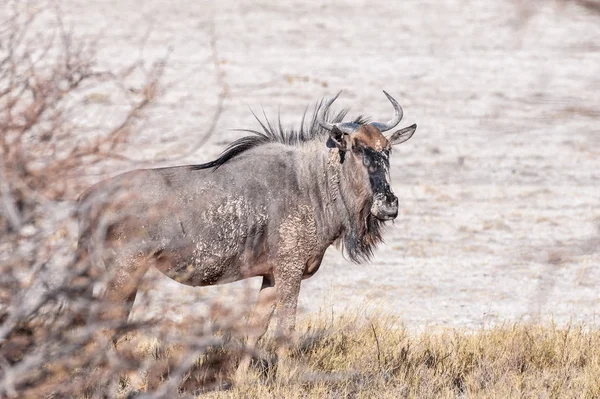 Gnus nas planícies do Parque Nacional de Etosha — Fotografia de Stock