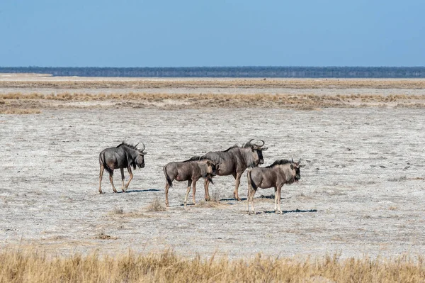 El ñus en las llanuras del Parque Nacional Etosha — Foto de Stock