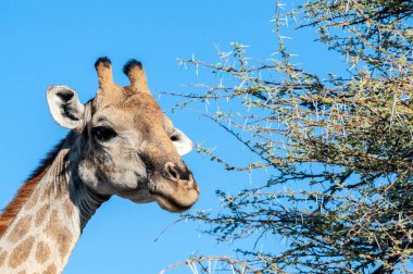 bir zürafa başını closeup
