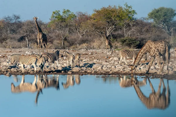 长颈鹿在水坑里喝水 — 图库照片