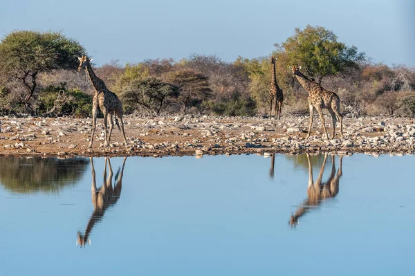 Żyrafy picie w Waterhole — Zdjęcie stockowe