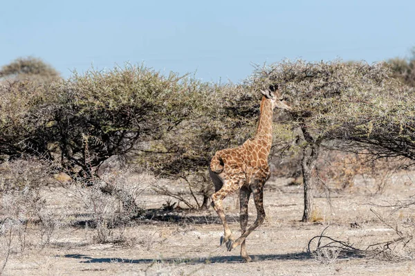 Girafa nas planícies do Parque Nacional de Etosha — Fotografia de Stock
