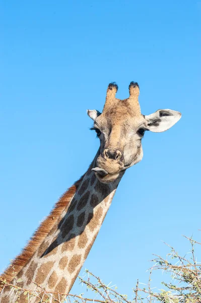 Nahaufnahme eines Giraffenkopfes — Stockfoto