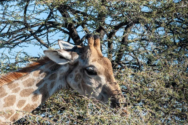 Nahaufnahme einer Giraffe, die Peelings aus einem Busch frisst — Stockfoto