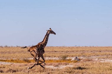 Namibya'da dörtnala koşan Zürafa