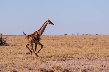 Namibya'da dörtnala koşan Zürafa