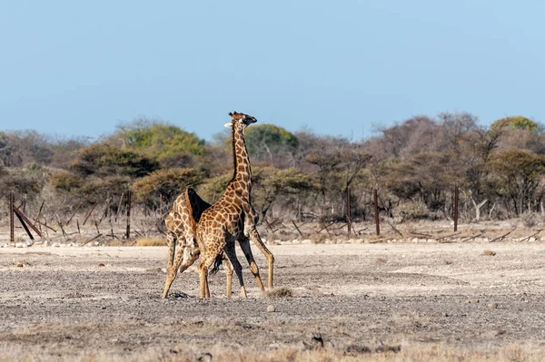 Dos jirafas angoleñas macho luchando — Foto de Stock