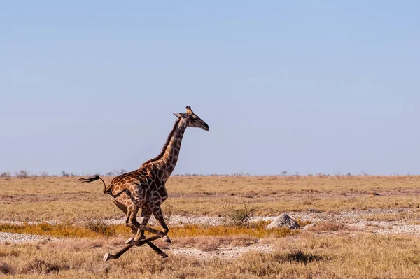 Galloping Giraffa in Namibia — Foto Stock