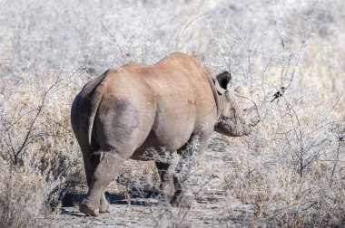 Siyah Gergedan Bir ağacın altında Tarama.