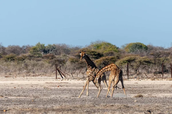 Dois homens angolanos Girafas lutando — Fotografia de Stock