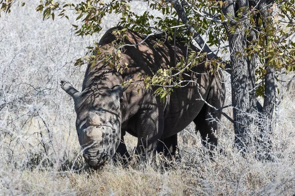 Spitzmaulnashorn stöbert unter einem Baum. — Stockfoto