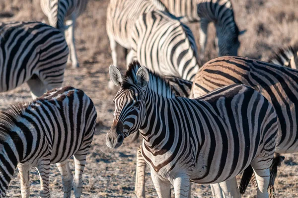 Zebre nel Parco Nazionale di Etosha . — Foto Stock