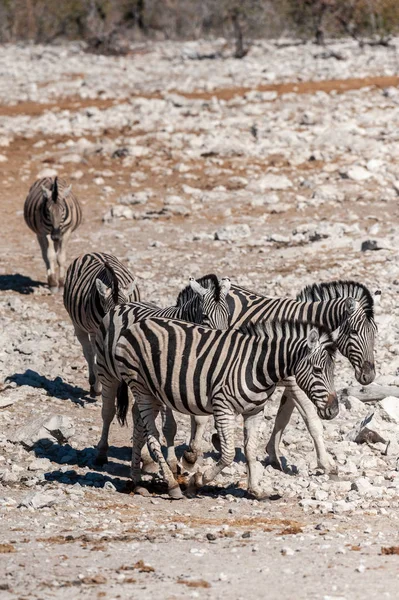 Etosha nemzeti park zebrák. — Stock Fotó