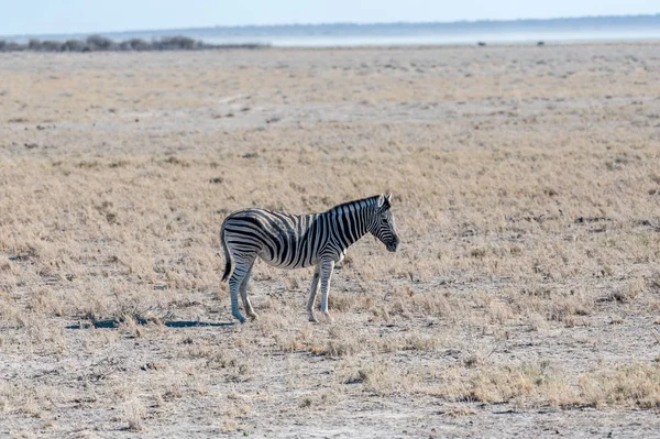 Cebras en el Parque Nacional Etosha . —  Fotos de Stock