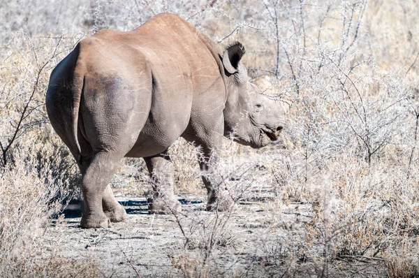 Czarne Rhinoceros przeglądanie pod drzewem. — Zdjęcie stockowe