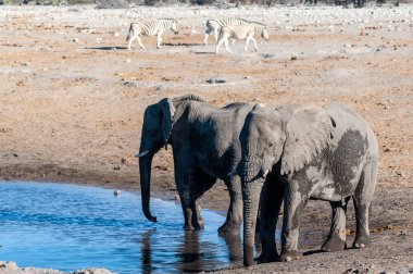 İki Erkek Fil Bir Su Deliğinden İçme.