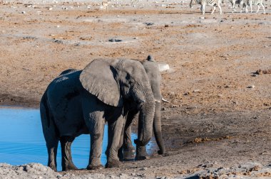 İki Erkek Fil Birbirleriyle Savaşıyor