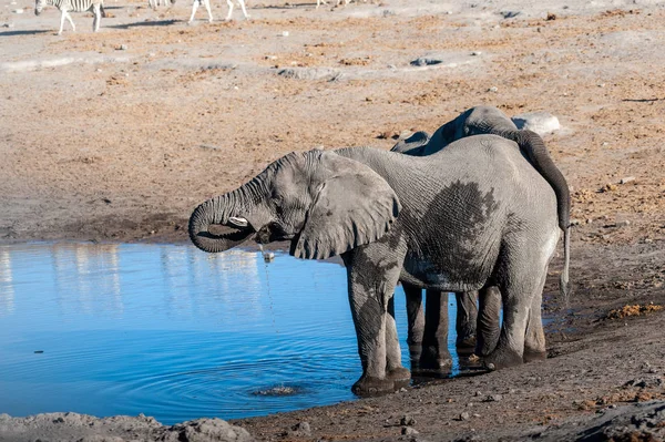 Twee mannelijke olifanten drinken uit een Waterhole. — Stockfoto