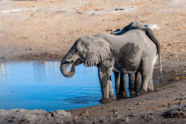 Zwei männliche Elefanten trinken aus einem Wasserloch. — Stockfoto