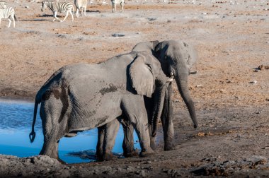 İki Erkek Fil Birbirleriyle Savaşıyor