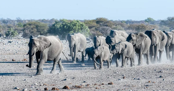 Stado słoni afrykańskich zbliża się do otworu wodnego — Zdjęcie stockowe