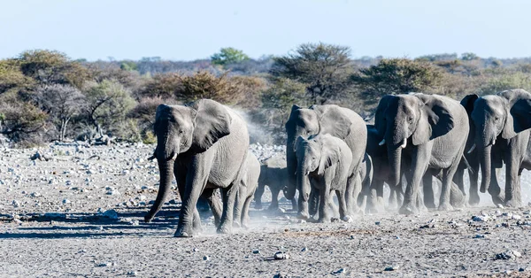 Una manada de elefantes africanos acercándose a un pozo de agua — Foto de Stock