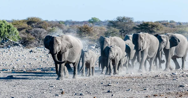 Stado słoni afrykańskich zbliża się do otworu wodnego — Zdjęcie stockowe