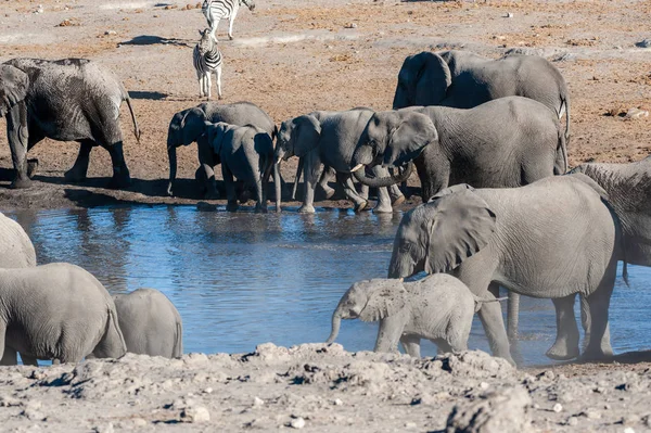 Close up de um rebanho de elefantes africanos Banho e Beber em um buraco na água — Fotografia de Stock