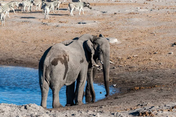 Dwóch męskich słoni walczą ze sobą — Zdjęcie stockowe