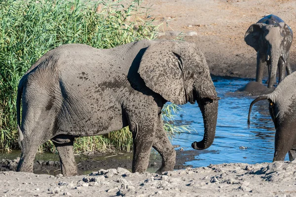 Primer plano de una manada de elefantes africanos bañándose y bebiendo en un pozo de agua — Foto de Stock