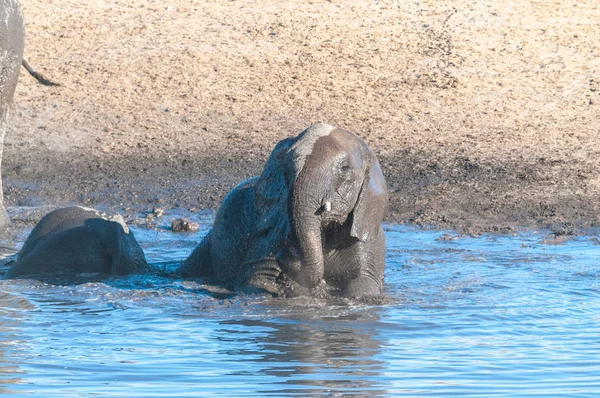 물구멍에서 목욕하는 젊은 아프리카 코끼리 — 스톡 사진