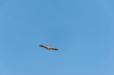 Etosha üzerinde uçuş beyaz başlı akbaba