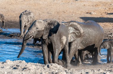 Bir Su Birikintisi'nde Yıkanan ve İçen Afrika Filleri Sürüsünün Yakın Çekim