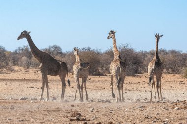 Etosha Milli Parkı'nda bir su birikintisi yakınında toplanan bir grup Zürafa.