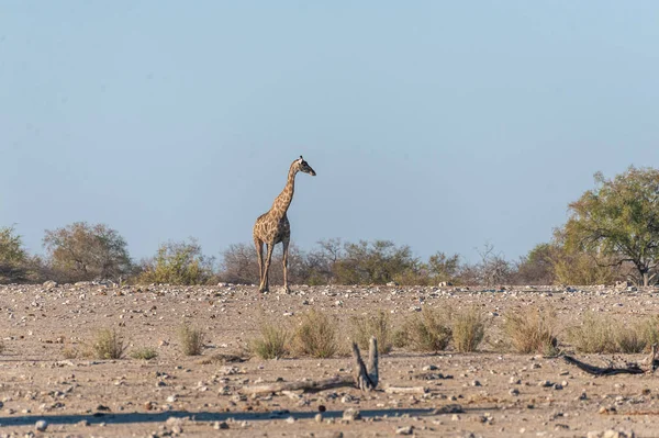 Girafa angolana perto de um buraco de água — Fotografia de Stock