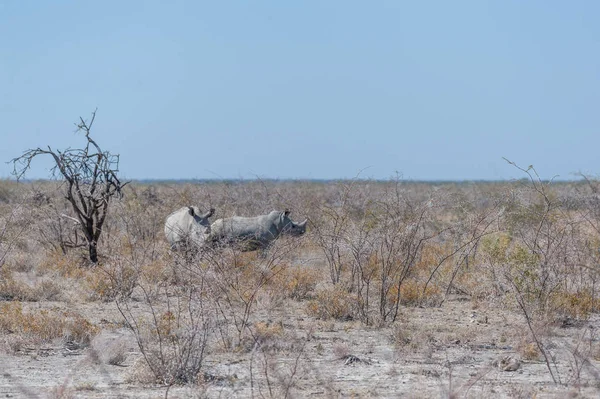 Rinocerontes blancos paseando por las llanuras del Parque Nacional Etosha — Foto de Stock