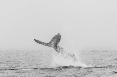 Namibya kıyılarında yüzen eğlenceli bir kambur balina