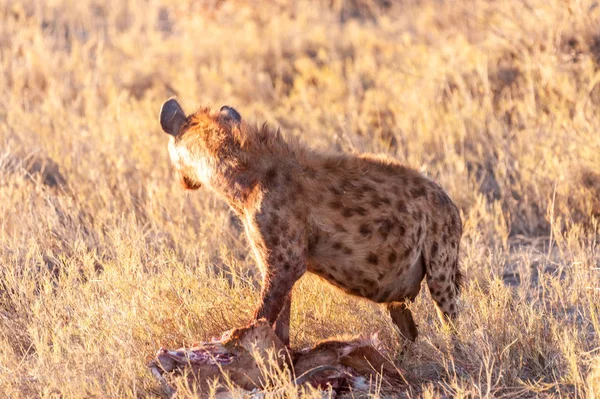 Hyena s kořistí — Stock fotografie
