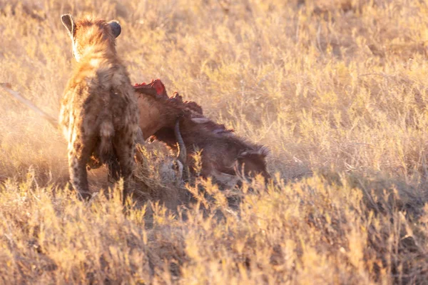 Hyena s kořistí — Stock fotografie