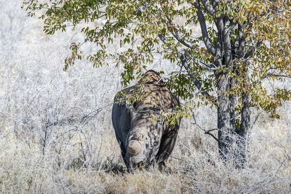 Czarne Rhinoceros przeglądanie pod drzewem. — Zdjęcie stockowe