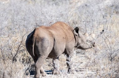 Siyah Gergedan Bir ağacın altında Tarama.