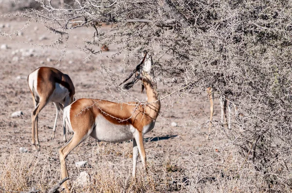 Impalas böngészés Etosha — Stock Fotó