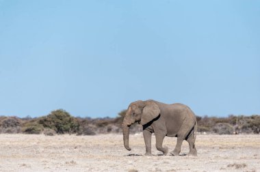 Etosha Milli Parkı Ovaları Boyunca Yürüyen Yalnız Bir Erkek Fil