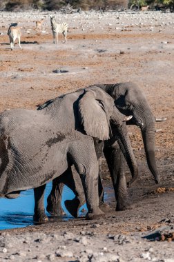 İki Erkek Fil Birbirleriyle Savaşıyor