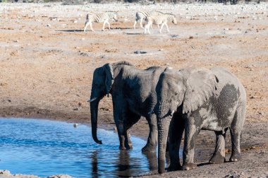 İki Erkek Fil Bir Su Deliğinden İçme.