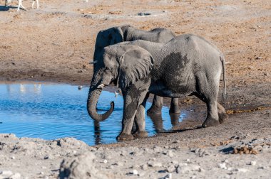 İki Erkek Fil Bir Su Deliğinden İçme.